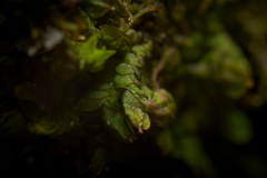 Frullania brittoniae