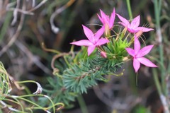 Calytrix decandra