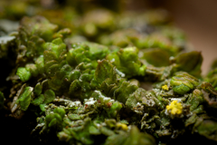 Frullania brittoniae