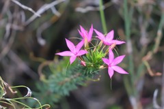 Calytrix decandra