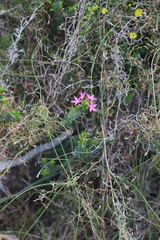Calytrix decandra