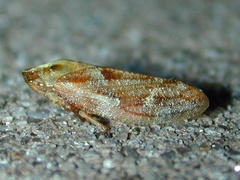 Aphrophora saratogensis