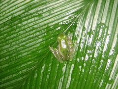 Teratohyla pulverata