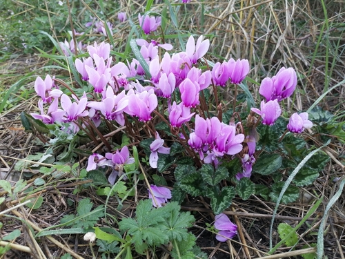 Napuljska ciklama (Cyclamen hederifolium)