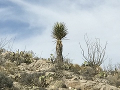 Yucca treculiana