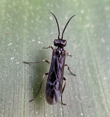 Ametastegia articulata