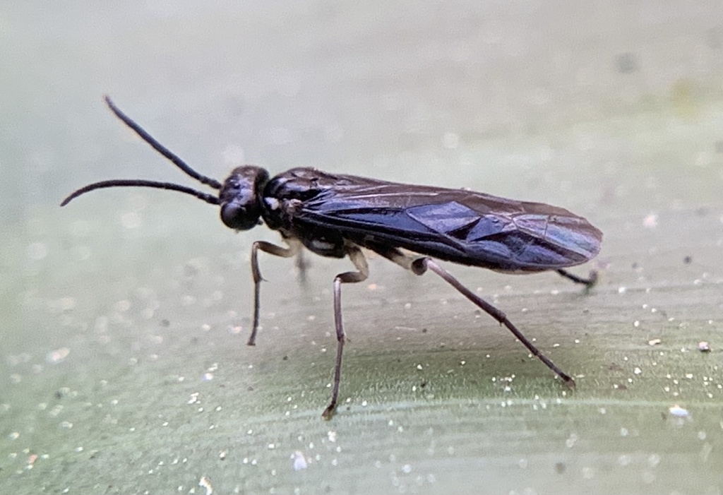 Ametastegia articulata