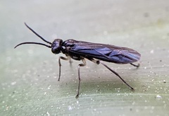 Ametastegia articulata