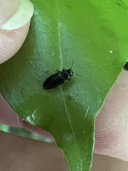 Maoraxia eremita