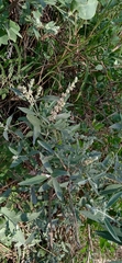 Buddleja crotonoides