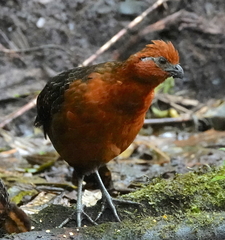 Odontophorus hyperythrus