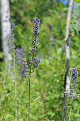 Delphinium × occidentale