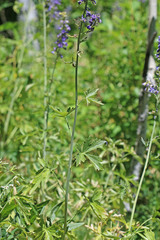 Delphinium × occidentale