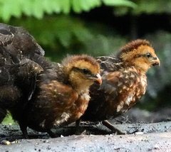 Odontophorus hyperythrus