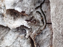 Brachymyrmex patagonicus image
