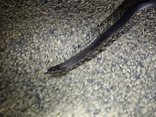 Blue-bellied Black Snake sighting