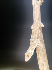 Strophurus williamsi