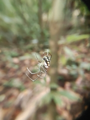 Leucauge argentina