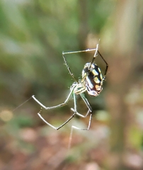 Leucauge argentina