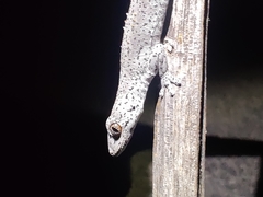 Strophurus williamsi