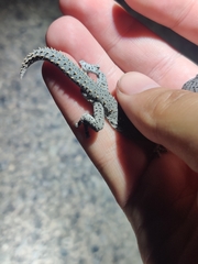 Strophurus williamsi