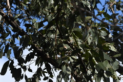 Eucalyptus fibrosa