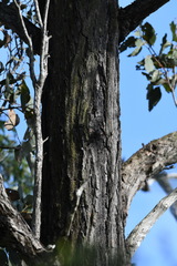 Eucalyptus fibrosa
