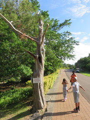 Juniperus bermudiana