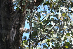 Eucalyptus fibrosa