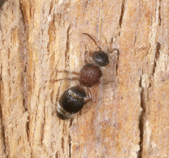 Ephutomorpha cordatiformis