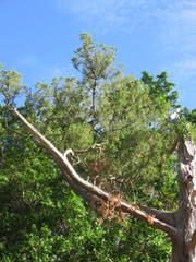 Juniperus bermudiana