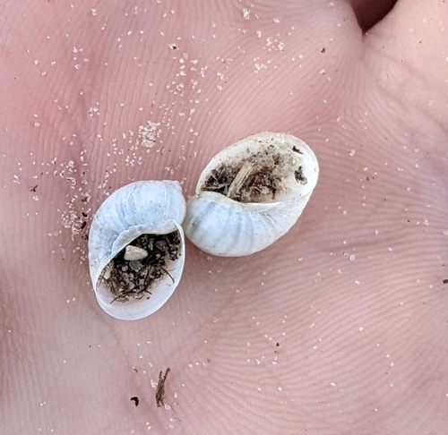 Succinea campestris observed 2022-01-15
