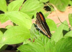 Adelpha syma
