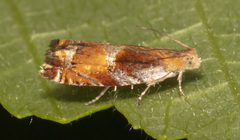 Ancylis apicana