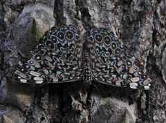 Hamadryas feronia