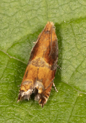 Ancylis apicana