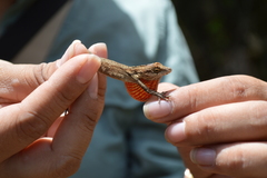 Anolis microlepidotus