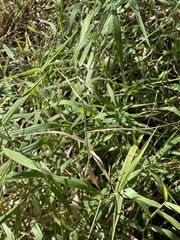 Panicum hemitomon