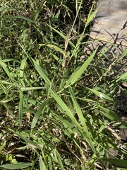 Panicum hemitomon