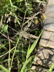 Panicum hemitomon