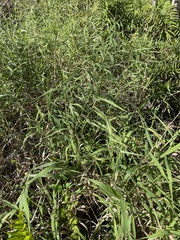 Panicum hemitomon