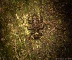 Stigmatium mastersii