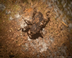 Methidrysis afflicta