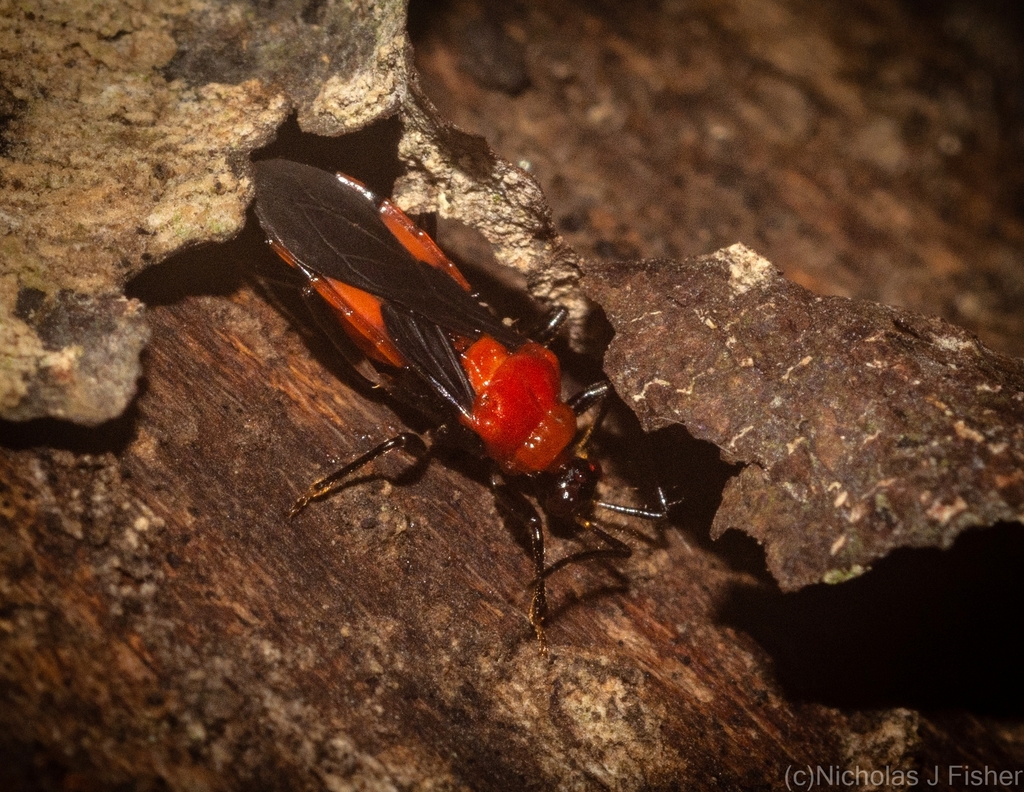 Mendola puellula