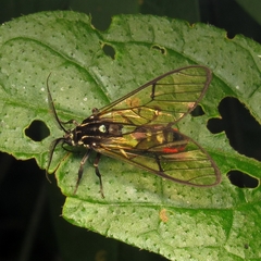 Argyroeides