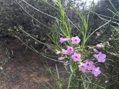 Eriodictyon altissimum