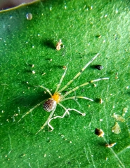 Theridion zonulatum