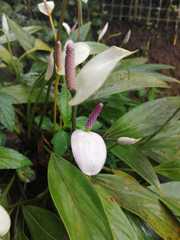Spathiphyllum wallisii