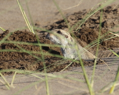 Ctenomys australis