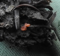 Pulvinula archeri